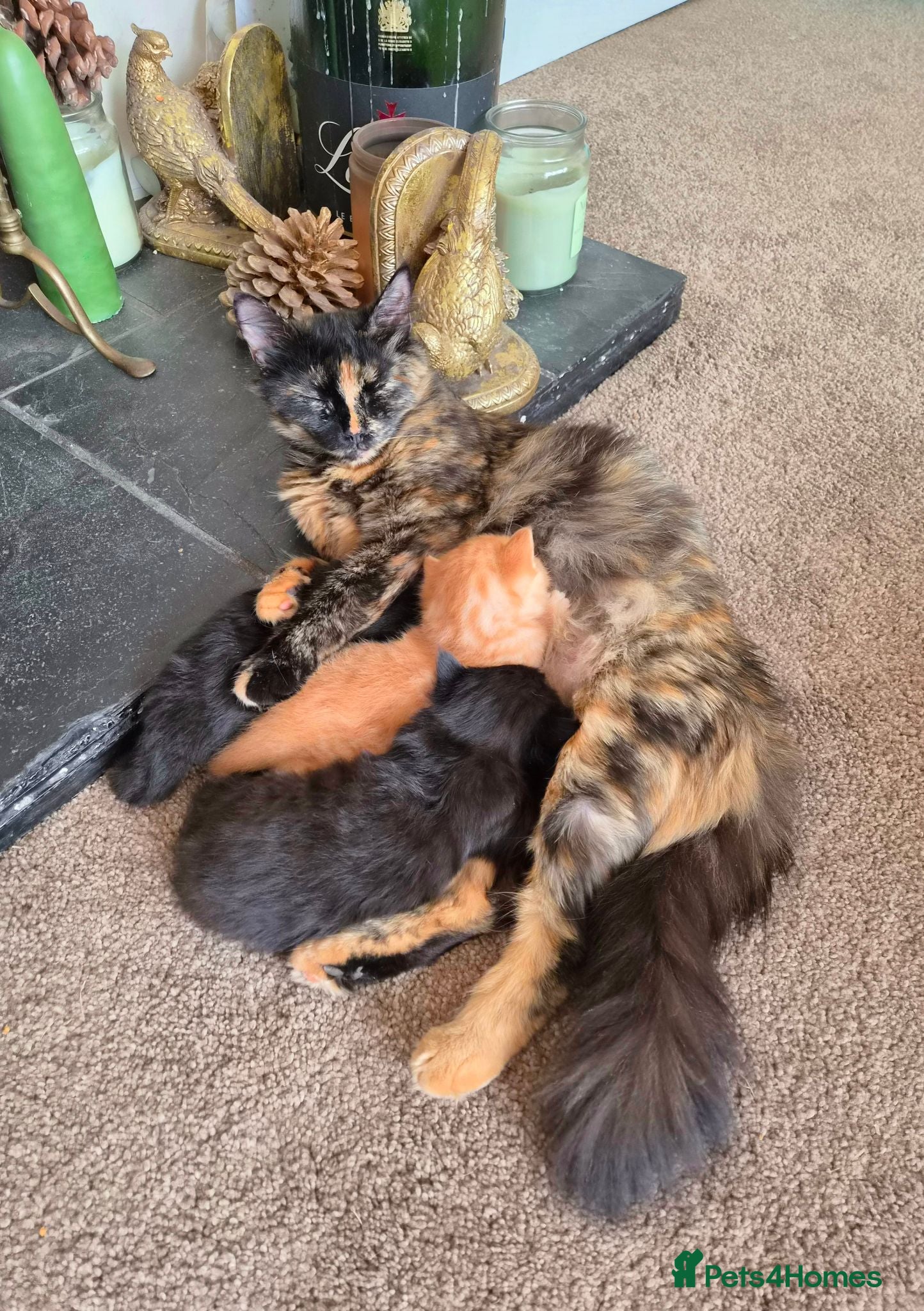 Mixed Breed cats VERY FRIENDLY FLUFFY KITTENS - Advert 2