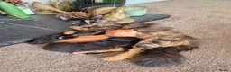 Mixed Breed cats for sale: VERY FRIENDLY FLUFFY KITTENS - Advert 2
