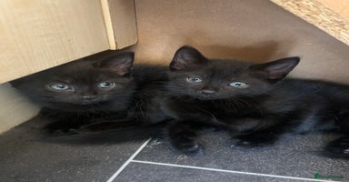Mixed Breed cats - Advert 5