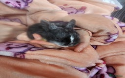 Harlequin rabbits for sale: 7 beautiful Harlequin bunnies looking for a new 🏡 - Image 34