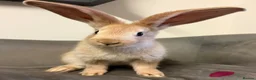 Continental Giant rabbits for sale: Pure Bred Continental Giants  - Advert 16