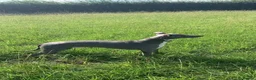 Whippet dogs for stud: Whippet stud dog in Somerton - Advert 2