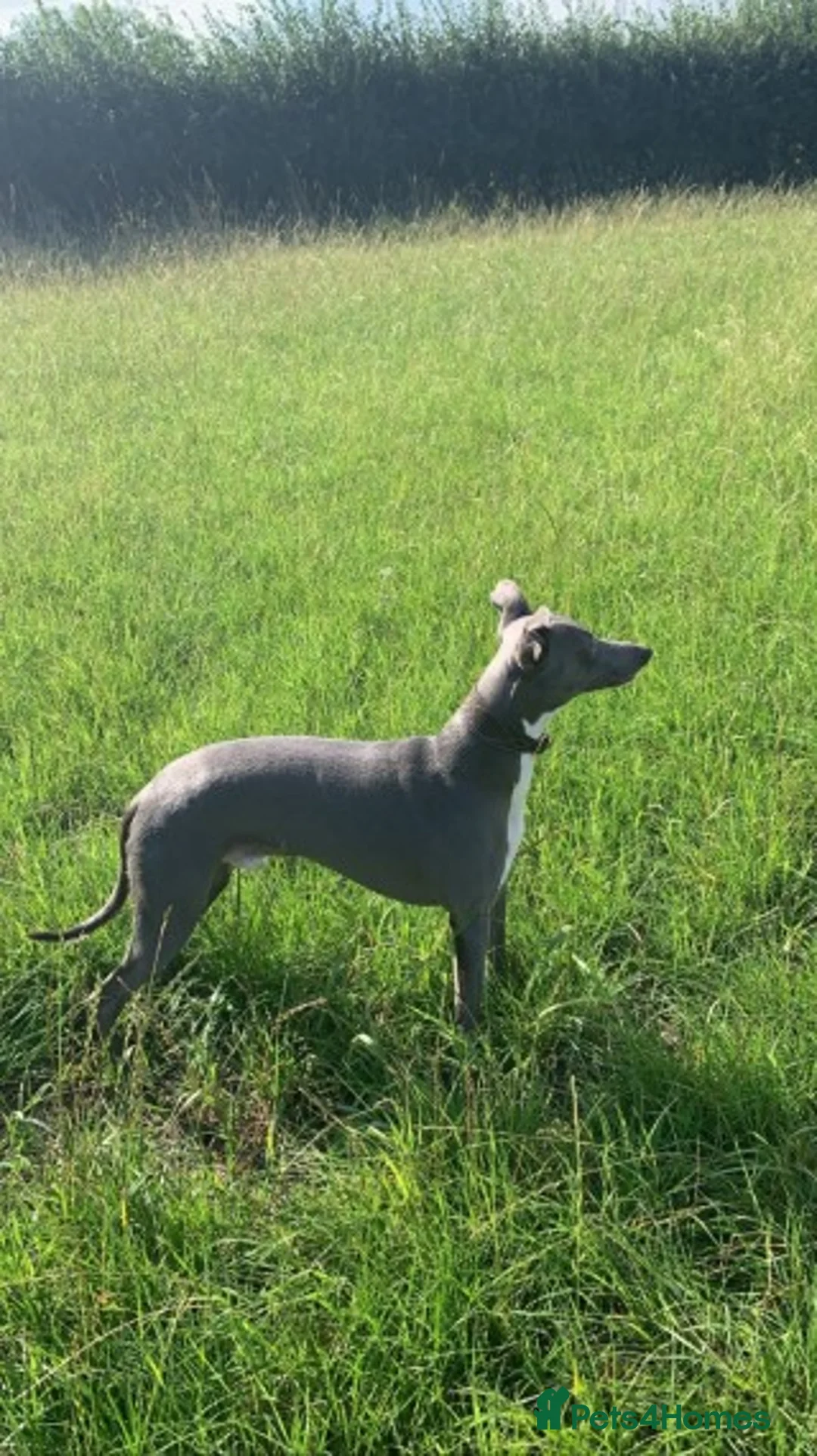 Whippet dogs for stud: Whippet stud dog in Somerton - Advert 2