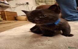 Ragdoll cats for sale: Ragdoll x BSH kittens (individually priced) - Image 24