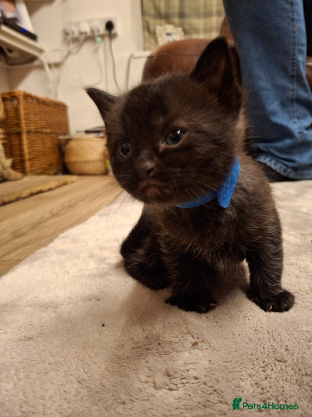 Ragdoll cats for sale: Ragdoll x BSH kittens (individually priced) - Image 24