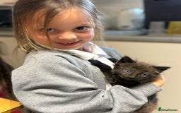 British Longhair cats for sale:  British longhair kittens 3 male 1 female  - Image 33
