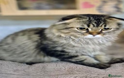 Scottish Fold cats for sale: 2 boys left! TICA registered Scottish Fold - Image 29