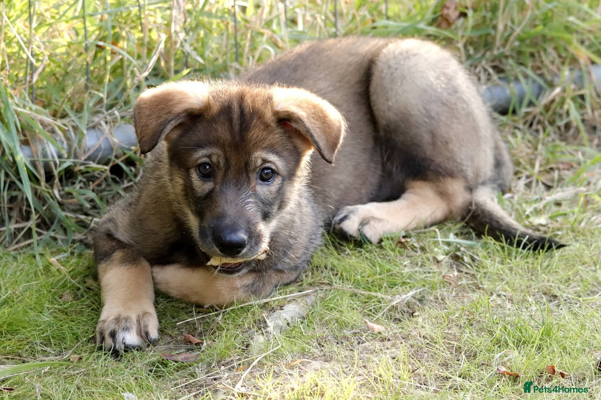 Saarloos Wolfdog dogs Ready to leave - last boy and 2 girls - Advert 1