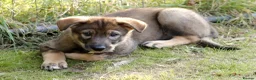 Saarloos Wolfdog dogs for sale: Female available - vaccinated and ready to leave - Advert 32