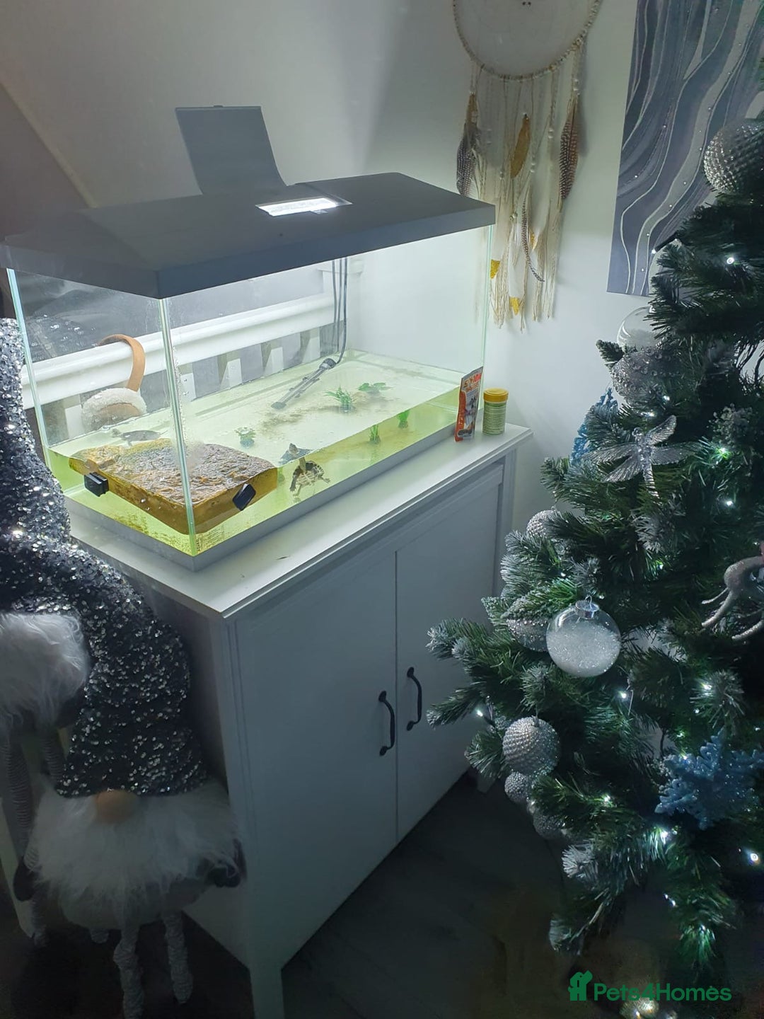 Terrapin reptiles for sale: 🐢 Two Terrapins For Sale (Tank Included) - Advert 6