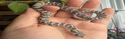 Snake reptiles for sale: Various Western Hognose Hatchlings - Advert 26