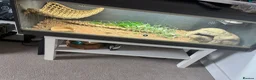 Bearded Dragon reptiles for sale: 1 year old bearded dragon female  - Advert 3