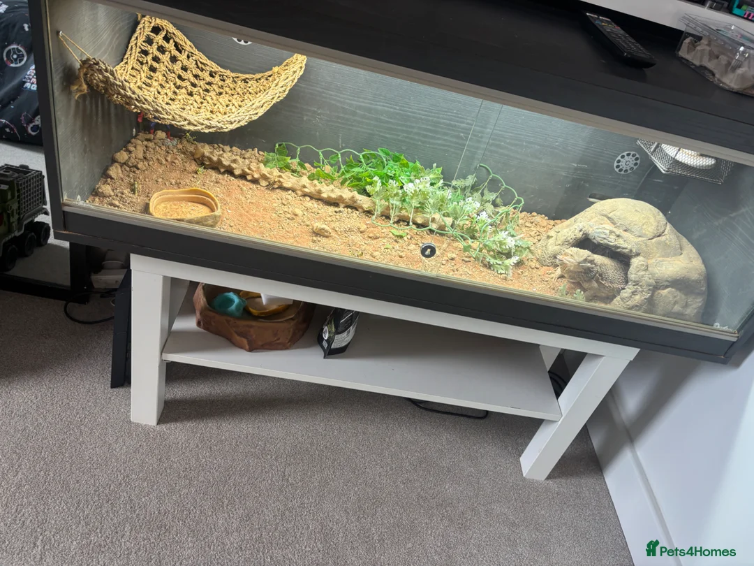 Bearded Dragon reptiles for sale: 1 year old bearded dragon female  - Advert 3