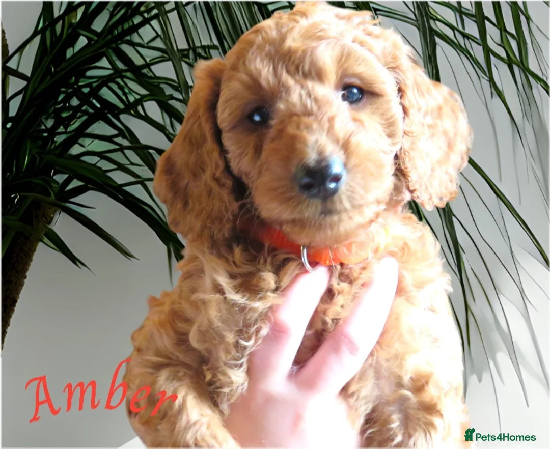 Cockapoo dogs for sale: Beautiful DNA Health tested Cockapoos - Advert 39