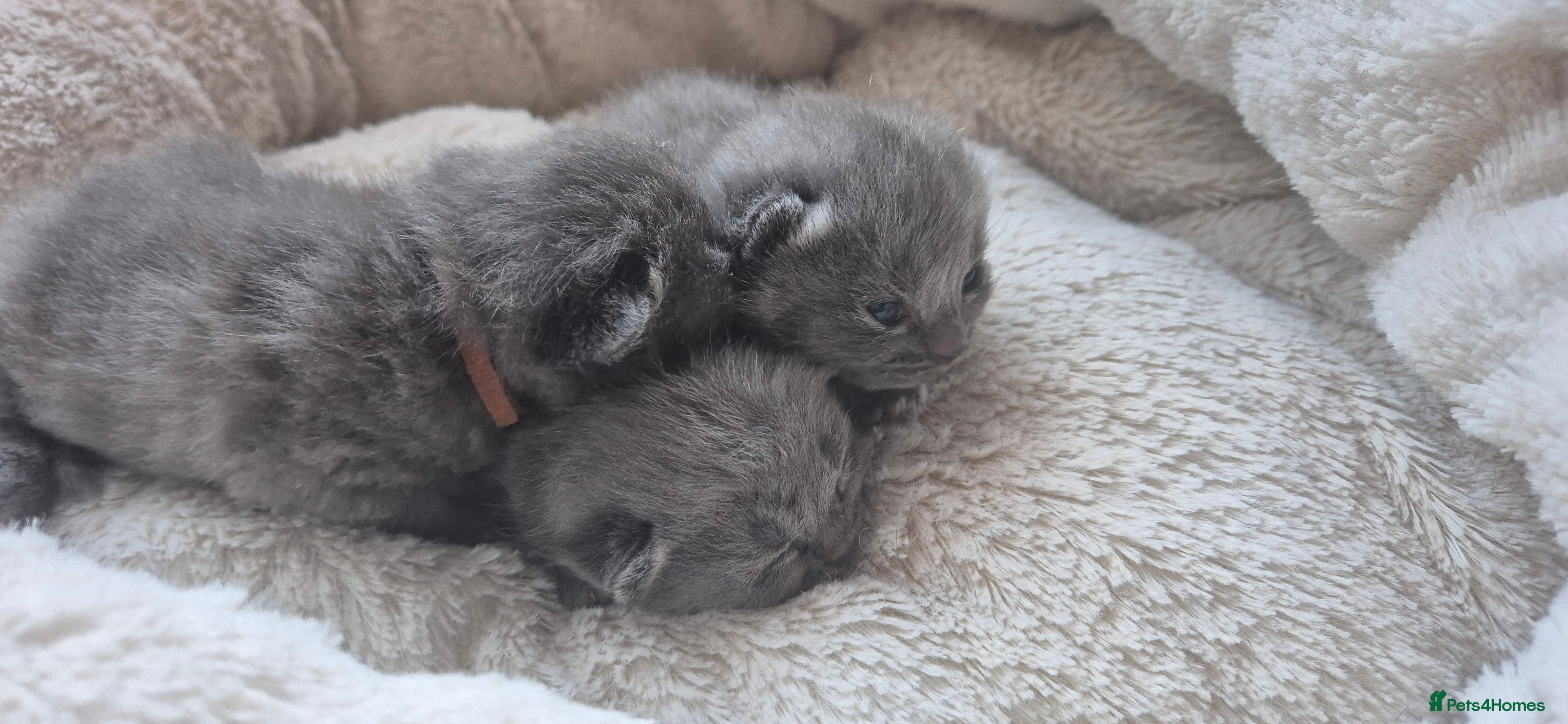 Russian Blue cats Pure Russian 💙 All kittens are reserved 💙💙 - Advert 1