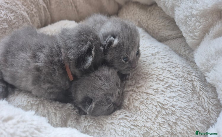 Russian Blue cats - Advert 1