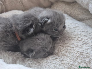 Russian Blue cats - Advert 6