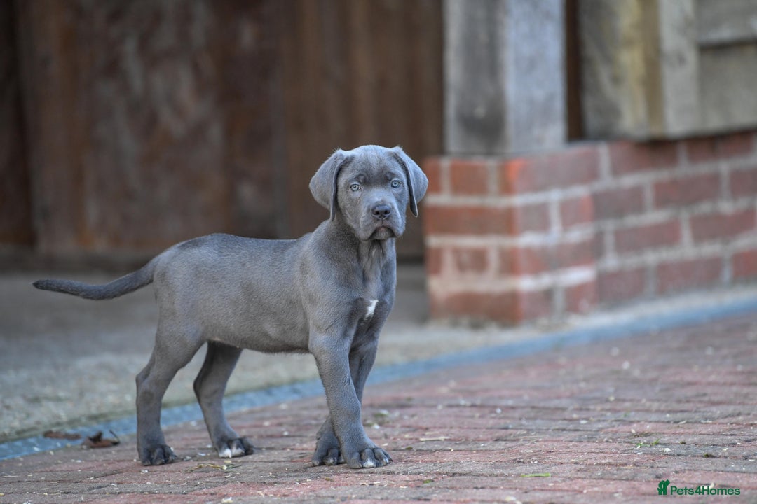 Cane Corso dogs for sale: Cane Corso pups  - Advert 5
