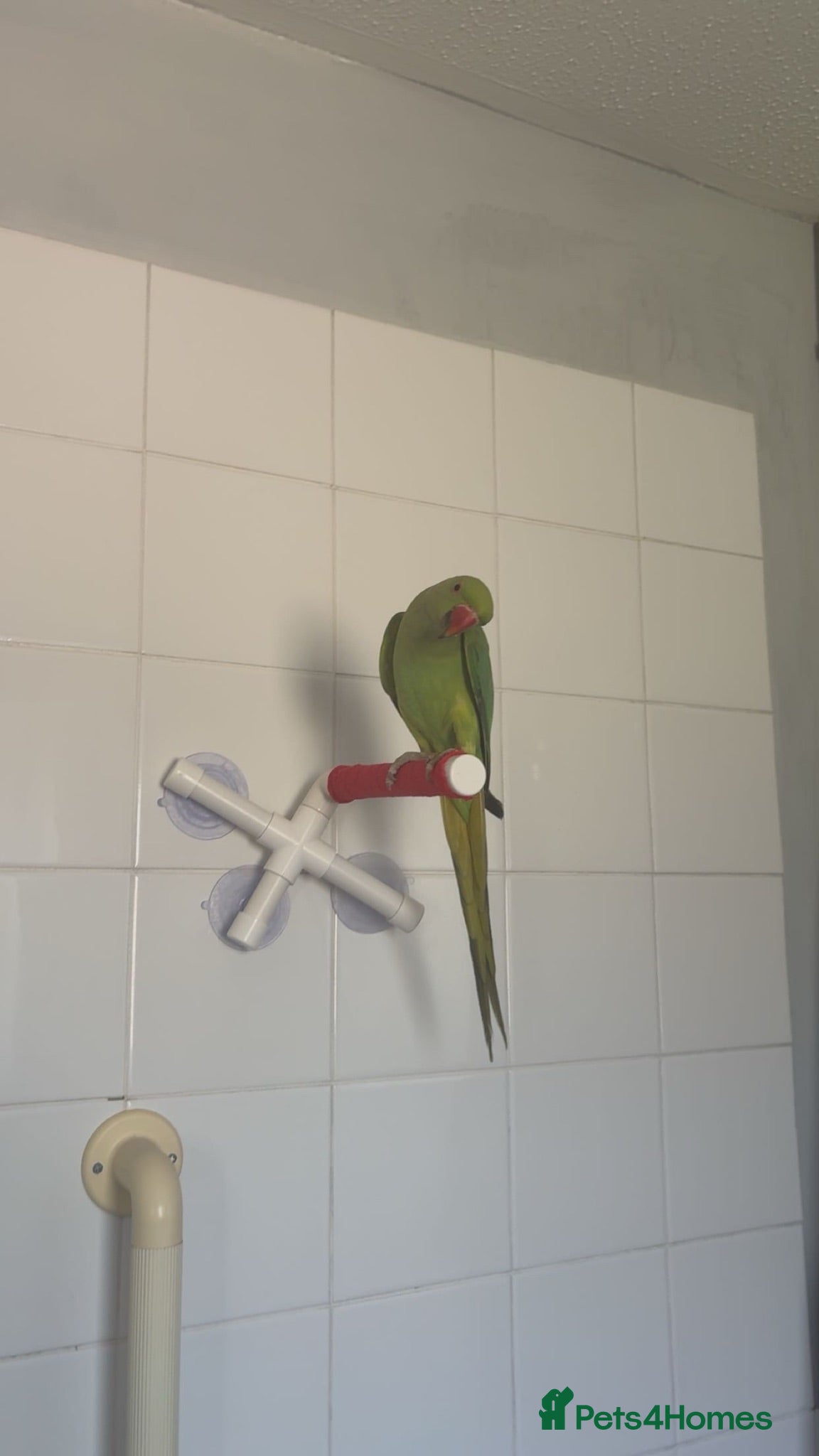Ringnecks birds Jezza The Indian Ringneck - Advert 17