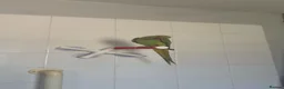 Ringnecks birds for sale: Jezza The Indian Ringneck in Ipswich - Advert 1
