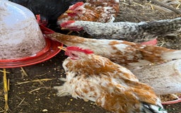 Chickens poultry for sale: Pekin bantams  - Image 9