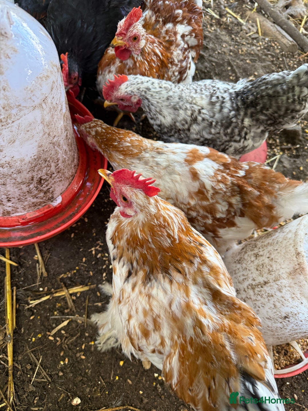 Chickens poultry for sale: Pekin bantams  - Image 9