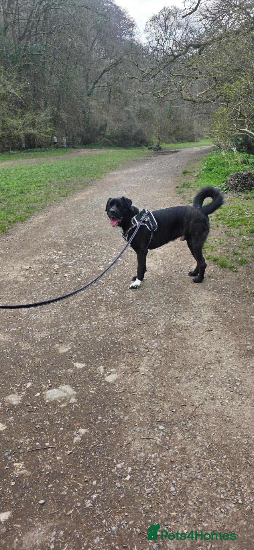 Mixed Breed dogs Male cane corso x American akita  - Advert 13