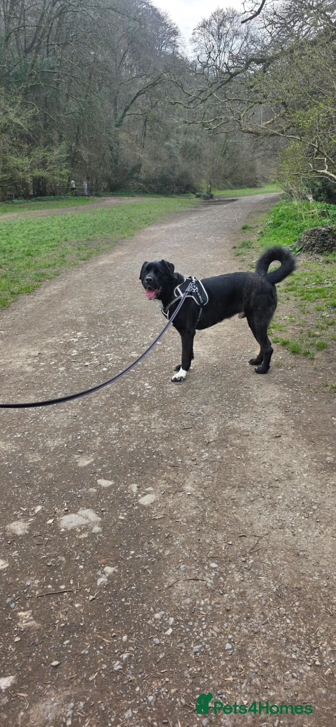 Mixed Breed dogs for sale: Male cane corso x American akita  - Advert 1
