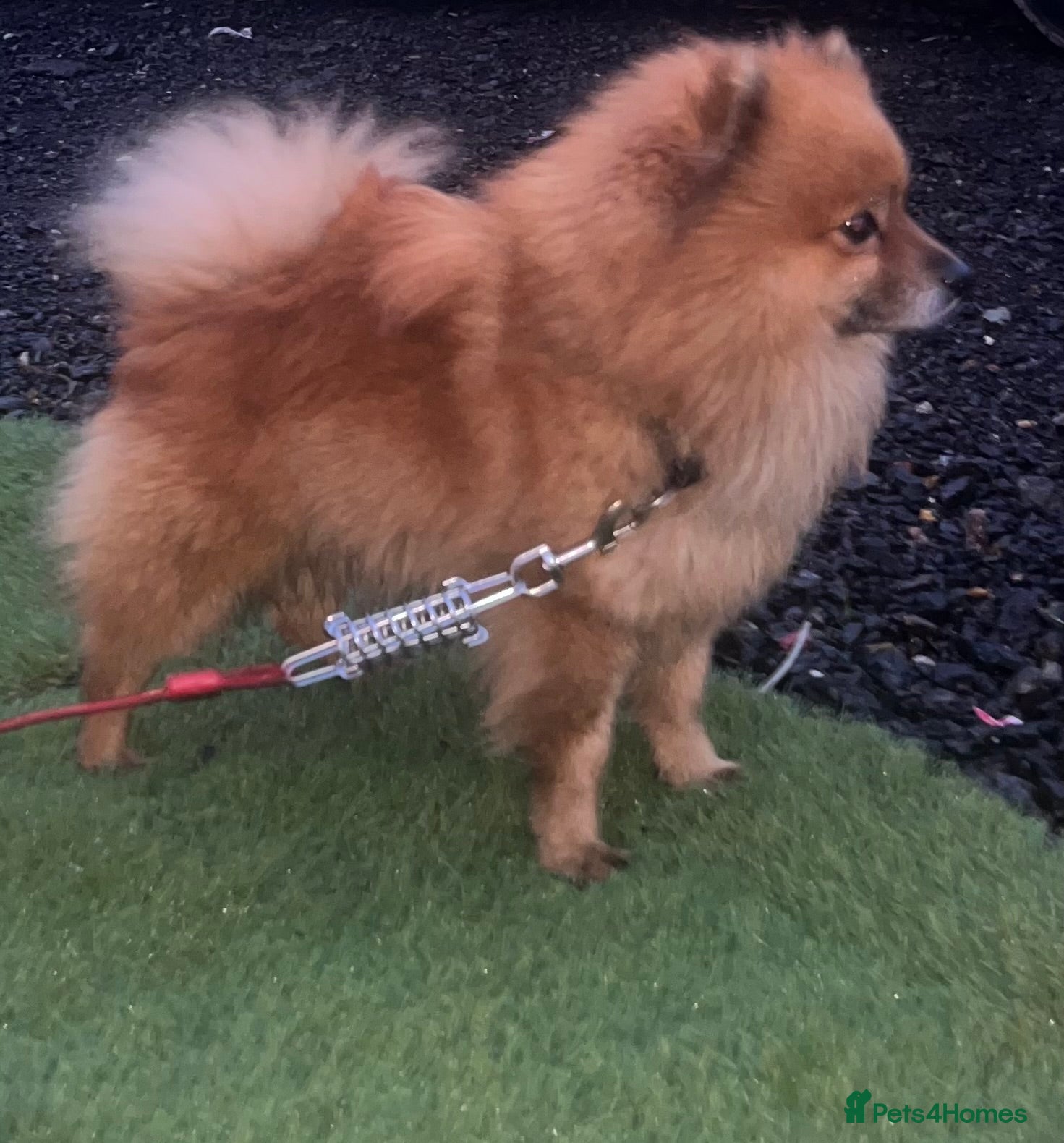 Pomeranian dogs Pomeranian stud - Advert 12