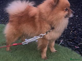 Pomeranian dogs Pomeranian stud - Advert 24