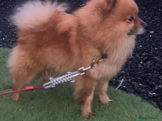 Pomeranian dogs Pomeranian stud - Advert 15