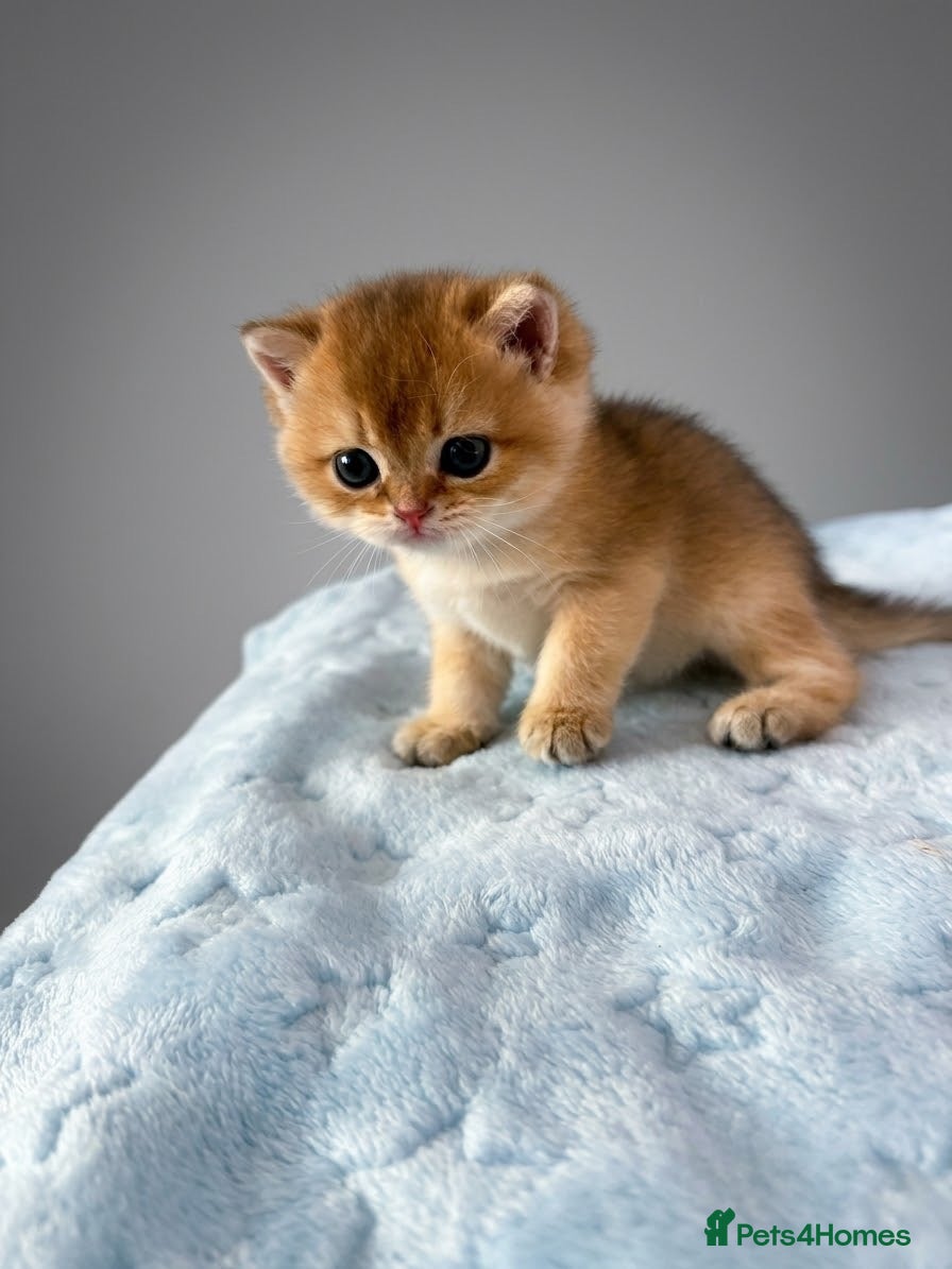 British Shorthair cats 🌟PREMIUM GOLDEN BRITISH SHORT/LONGHAIRS 🌟 - Advert 1