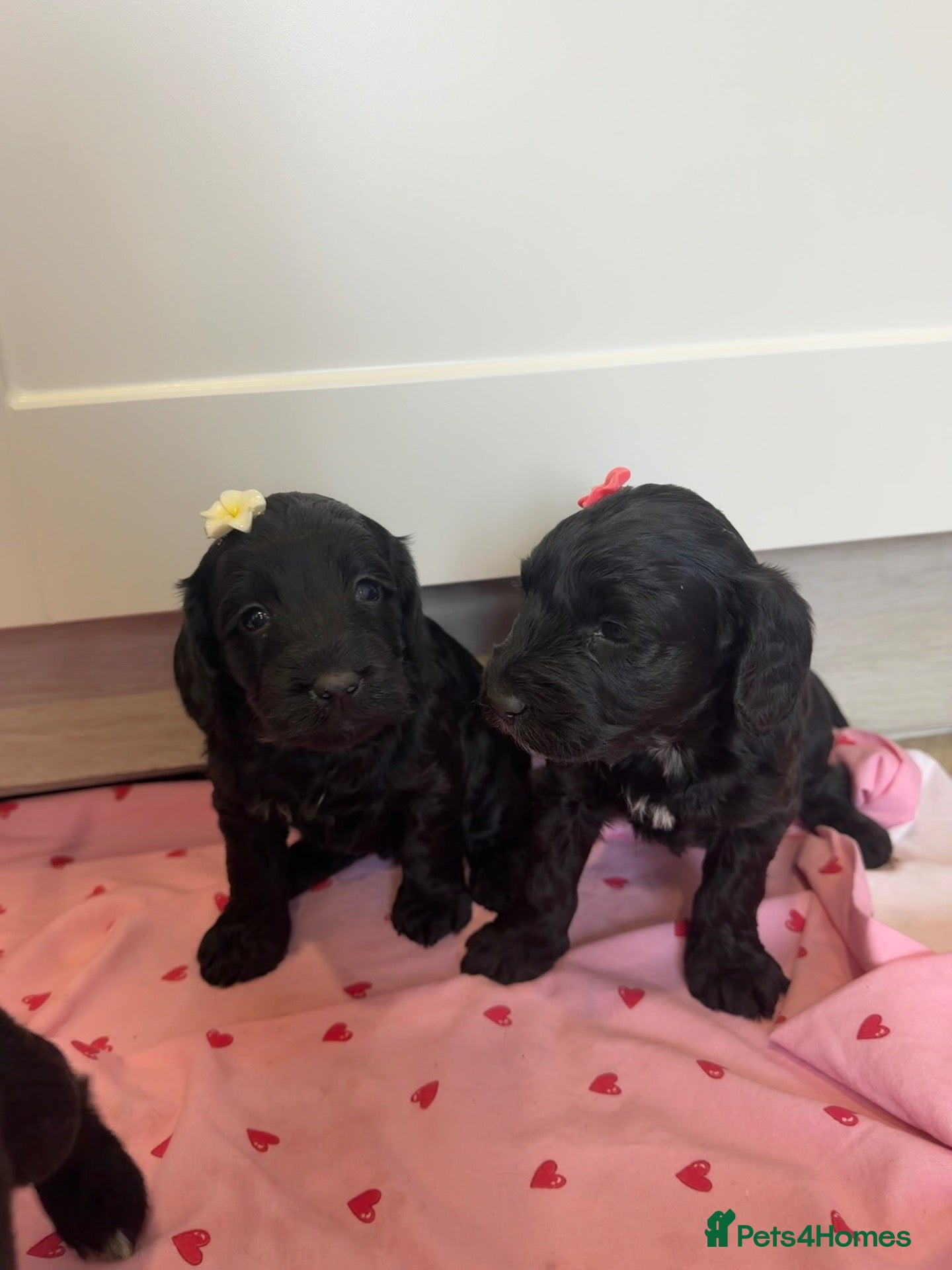Cockapoo dogs for sale: Beautiful f1 cockerpoo puppies for sale  - Advert 2