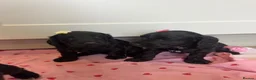 Cockapoo dogs for sale: Beautiful f1 cockerpoo puppies for sale  in Maidenhead - Advert 2