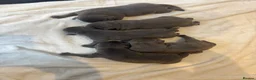 Staffordshire Bull Terrier dogs for sale: PHARAON PUPPIES 🏆 STAFFORDSHIRE BULL TERRIERS  - Advert 5