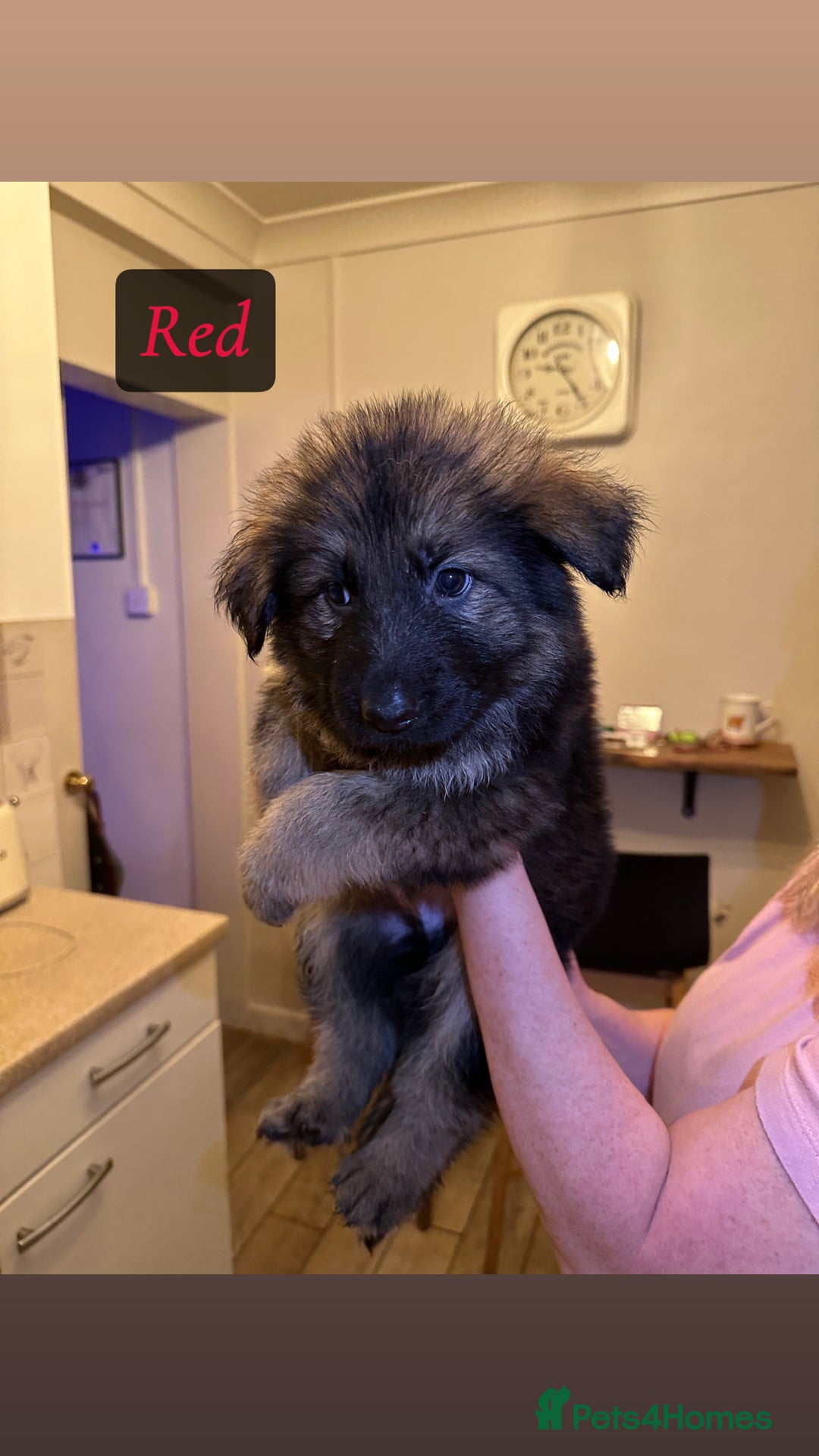German Shepherd dogs for sale: Pedigree German Shepherd Puppies - Advert 13