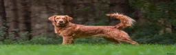Golden Retriever dogs for sale: Fox Red Pedigree Golden Retriever Puppies for sale in Swadlincote - Advert 3