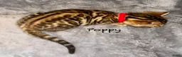 Bengal cats for sale: 🎬 Little Leopard Diaries | TICA Bengal Kittens 🌟 - Advert 17