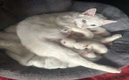 Domestic Shorthair cats for sale: 4 kittens for good homes - Image 3