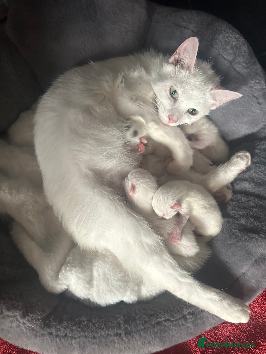 Domestic Shorthair cats for sale: 4 kittens for good homes - Image 3