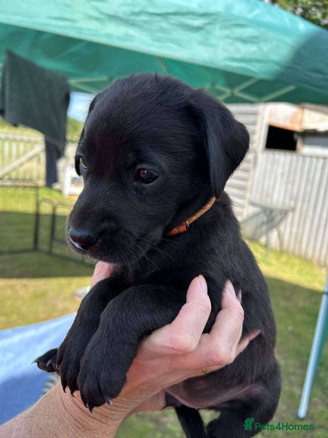 Labrador Retriever dogs for sale: 1 Girl left. Ready to leave Now!  - Image 5