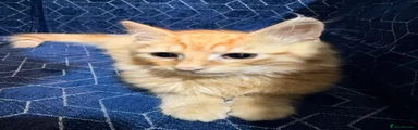 Domestic Shorthair 1