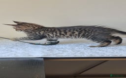 Maine Coon cats for sale: Ready to go now, Maine coon kittens - Image 4