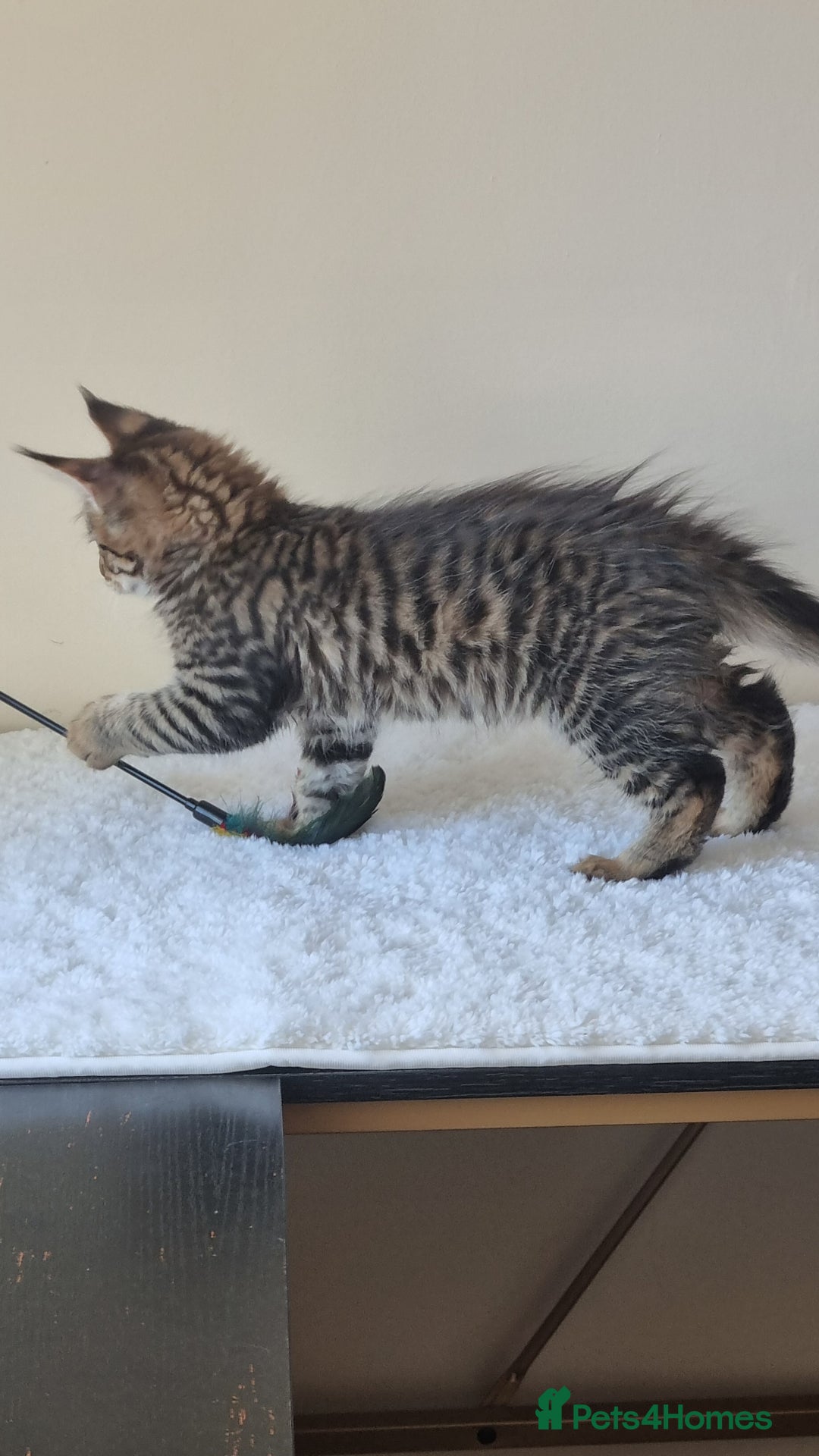 Maine Coon cats for sale: Ready to go now, Maine coon kittens - Image 4