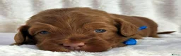 Australian Labradoodle dogs for sale: Superior Australian Labradoodle Puppies - Advert 7