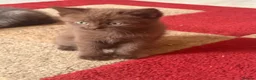 Ragdoll cats for sale: Ragdoll kittens 8 weeks old.  - Advert 23