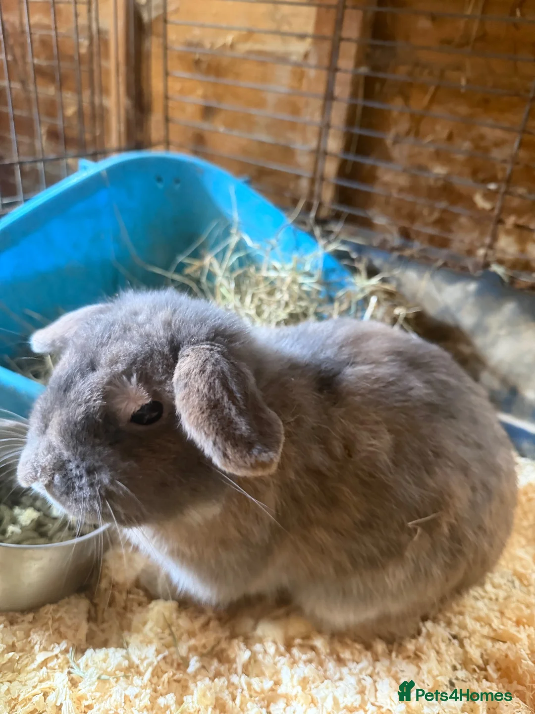 Mixed Breed rabbits for sale: A variety of ages of mixed rabbits - Advert 2