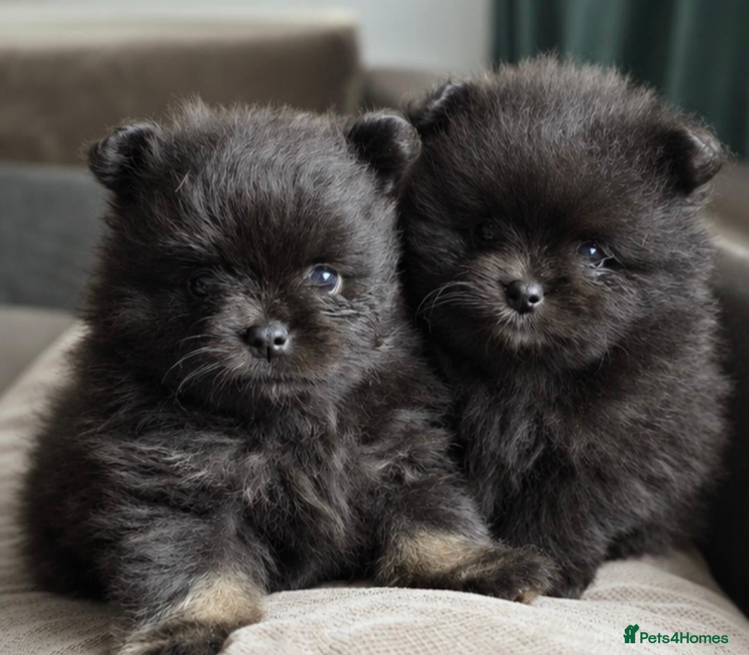 Pomeranian dogs Beautiful KC Registered Pomeranian Puppies - Advert 4