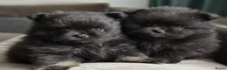 Pomeranian dogs for sale: Beautiful KC Registered Pomeranian Puppies in Dagenham - Advert 1