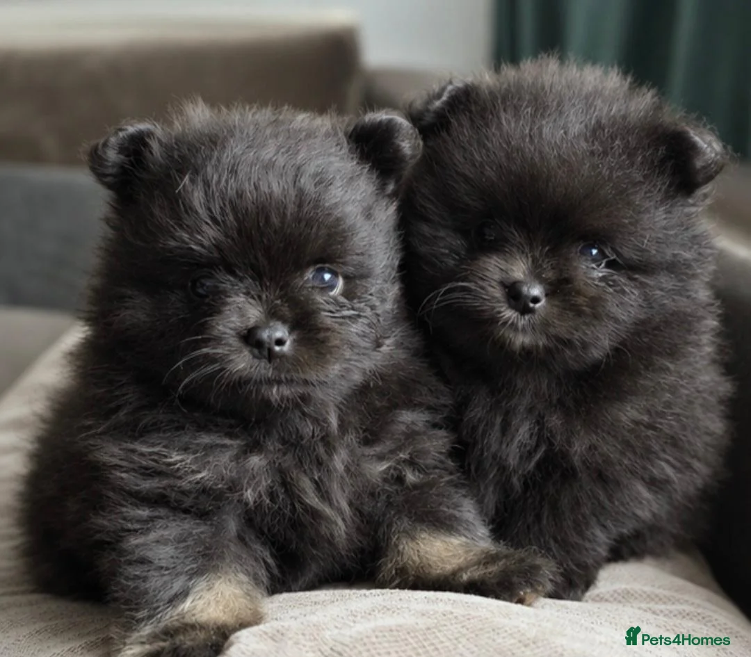Pomeranian dogs for sale: Beautiful KC Registered Pomeranian Puppies in Dagenham - Advert 1